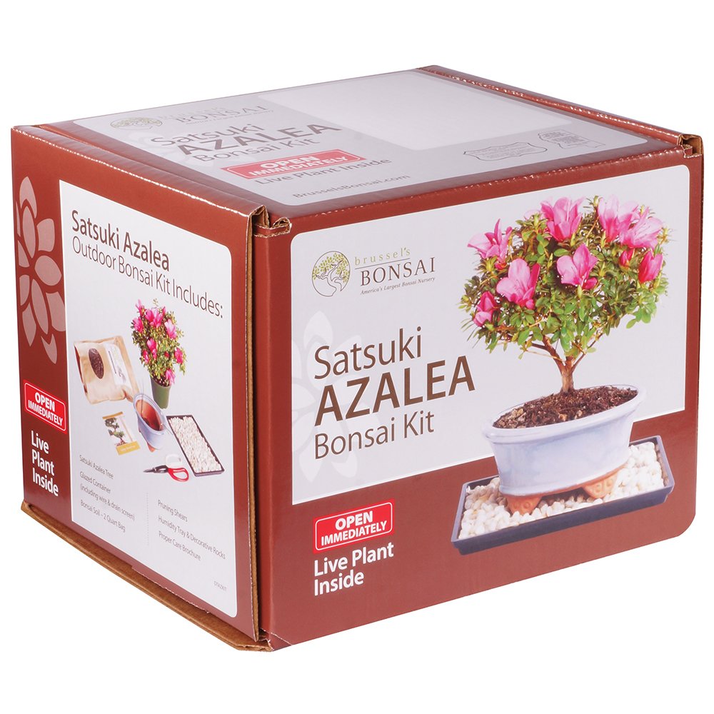 Brussel's Bonsai - Live Satsuki Azalea Bonsai Tree Kit, Outdoor Flowering Bonsai Tree Live Plant with Bonsai Pot, Soil and Tray, Easy Care Bonsai Starter Kit for Patio Garden (Medium)