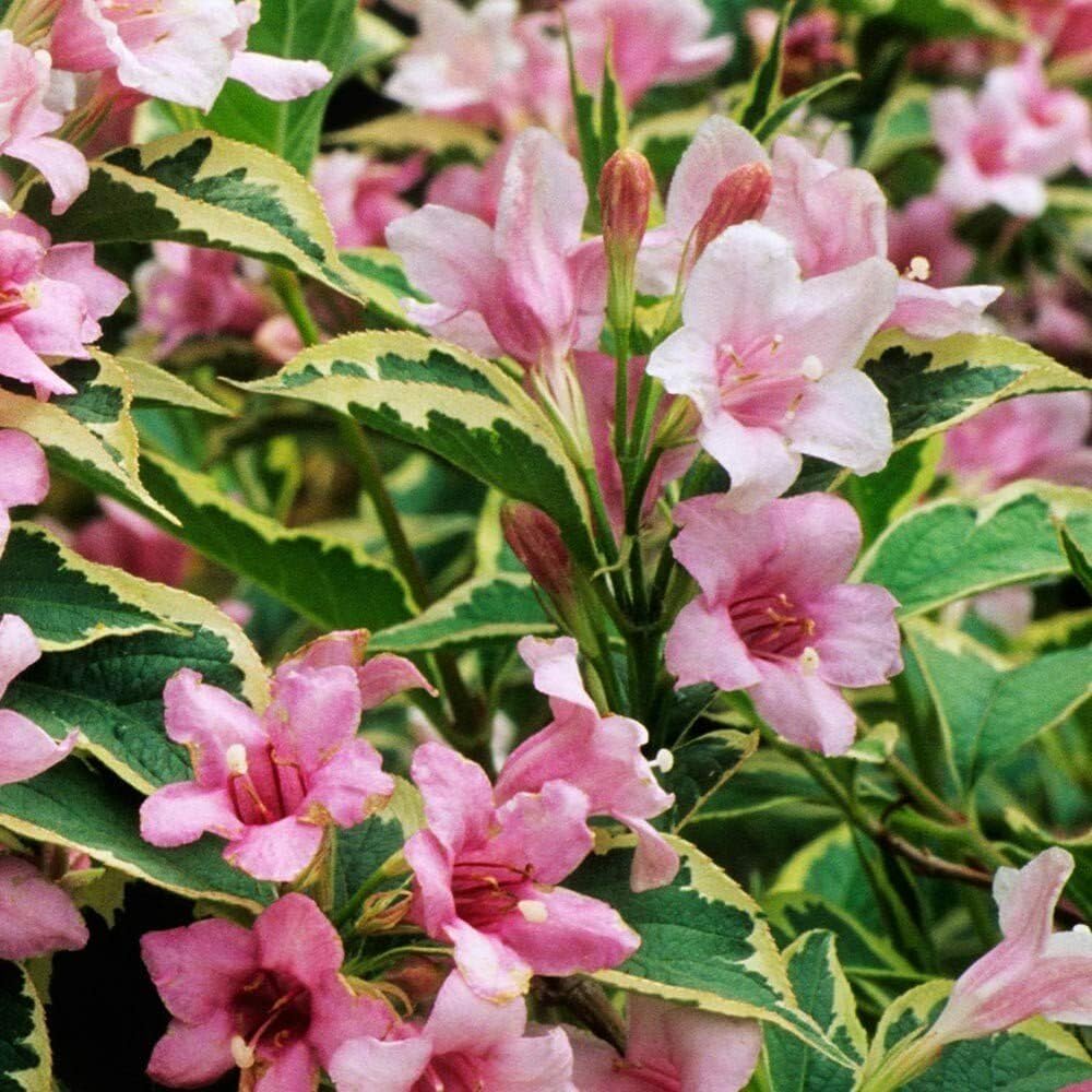 Live Plant - Variegated Weigela Bush/Shrub - 6-12" Tall Live Plant - Outdoor Garden
