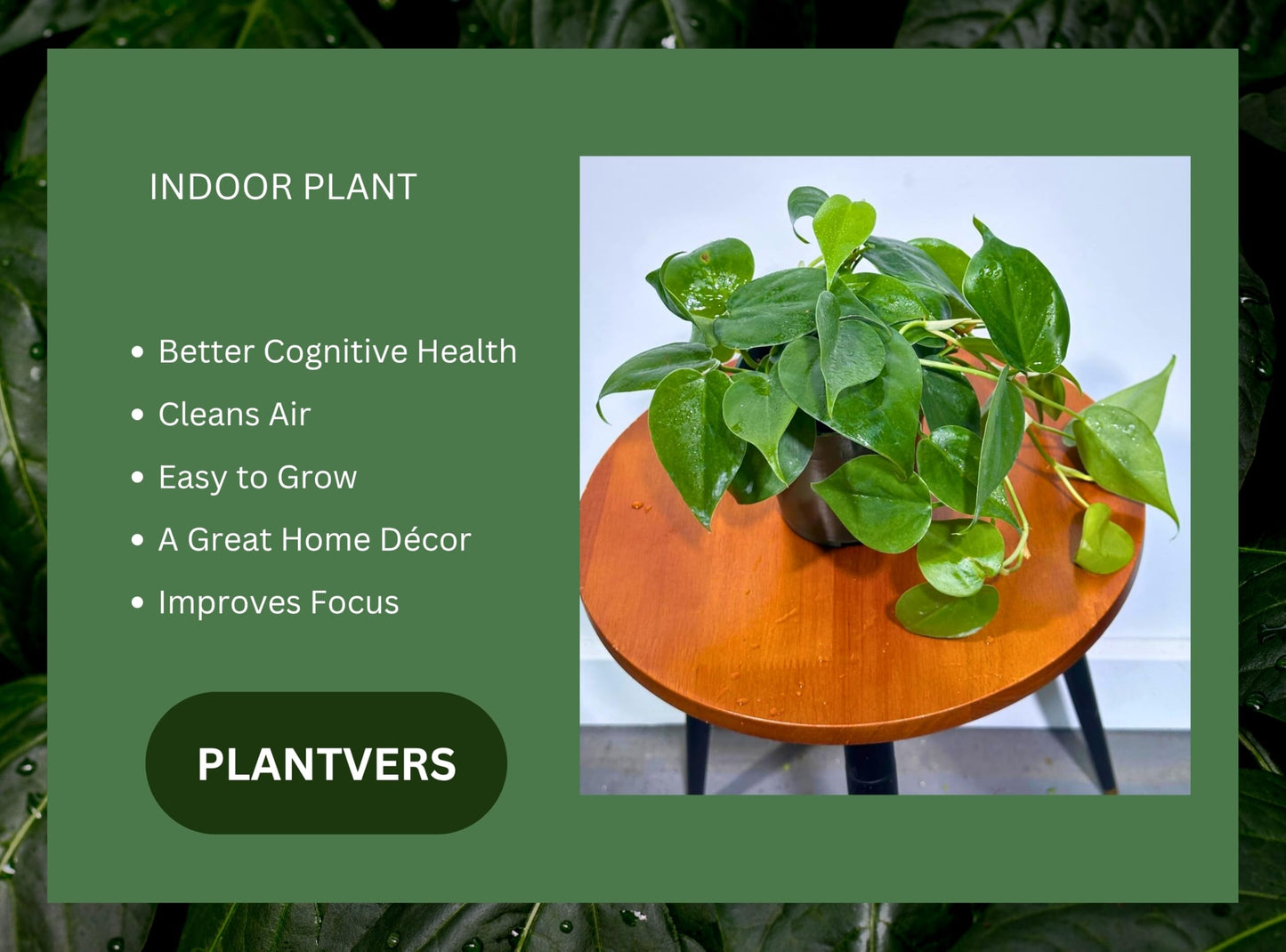 PLANTVERS Jade Heartleaf Philodendron in 4" Grow Pot | Philodendron Hederaceum Green Foliage | Easy Care Trailing Plant for Shelf, Desk or Gift Decor