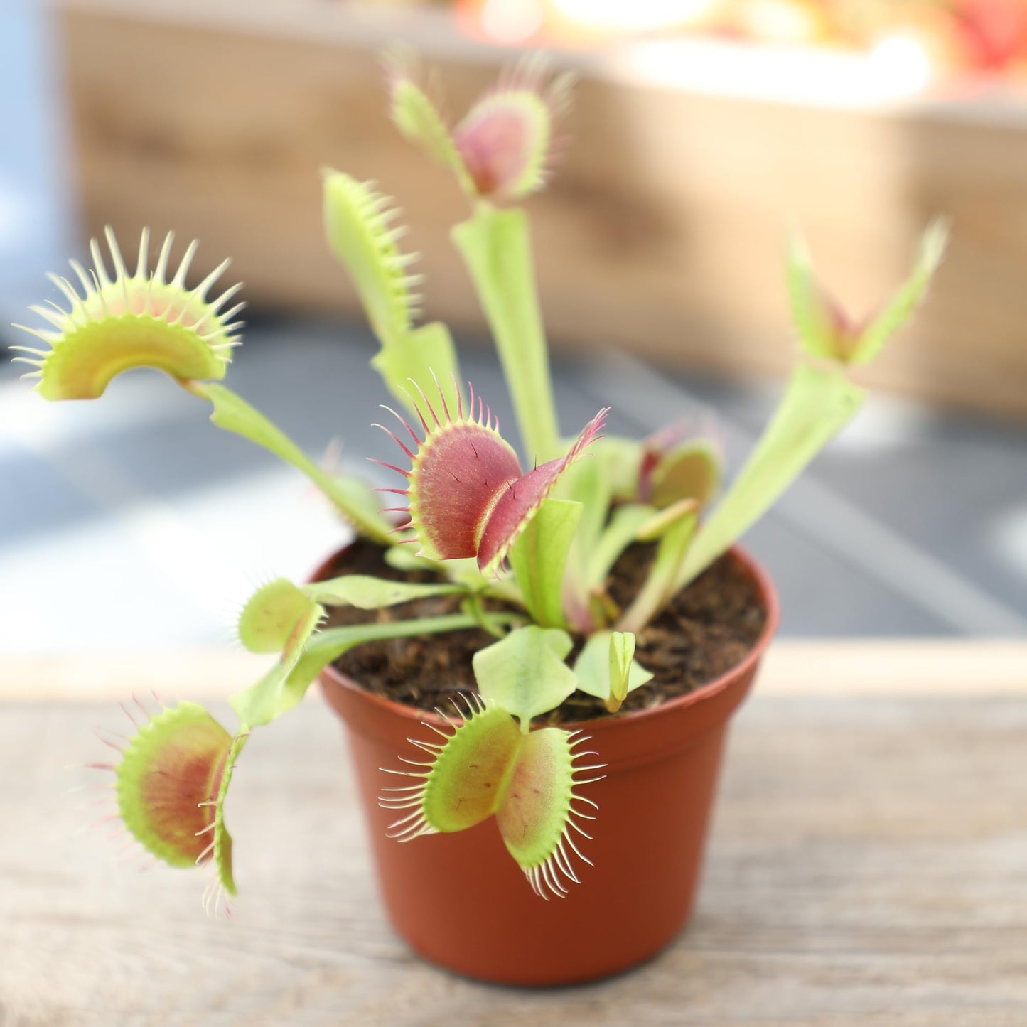 Altman Plants Non-Toxic Live Venus Flytrap Plant, Carnivorous Plants, Pet Safe Houseplant, Educational Crafts & DIY for Kids, 3 in. Grower Pot, Real Houseplants for Bog Gardens
