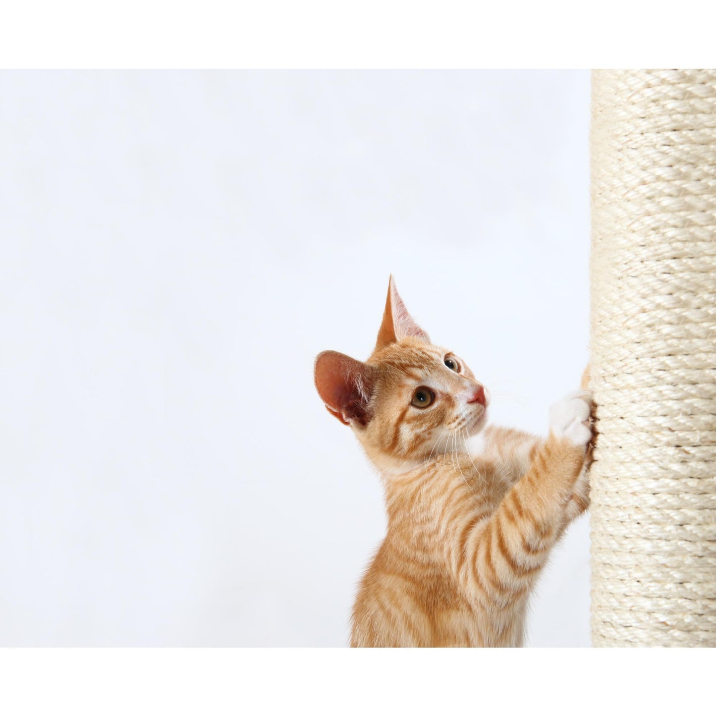 Trixie Spare Posts for Scratching Posts, 9/30 cm
