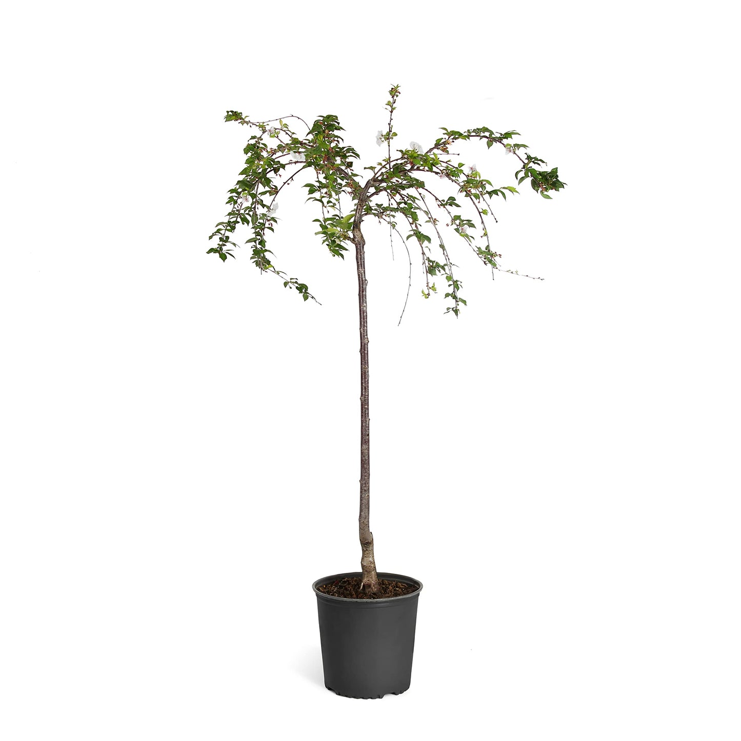 Brighter Blooms - Snow Fountains® Weeping Cherry Tree, 3-4 ft. - No Shipping to AK, AZ, CA, CO, HI, ID, OR, WA