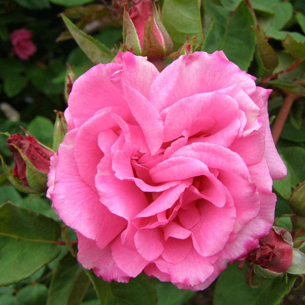 Heirloom Roses Nearly Thornless Rose Plant - Zéphirine Drouhin Pink Climbing Rose Bush, Bourbons Live Plant for Planting Outdoors