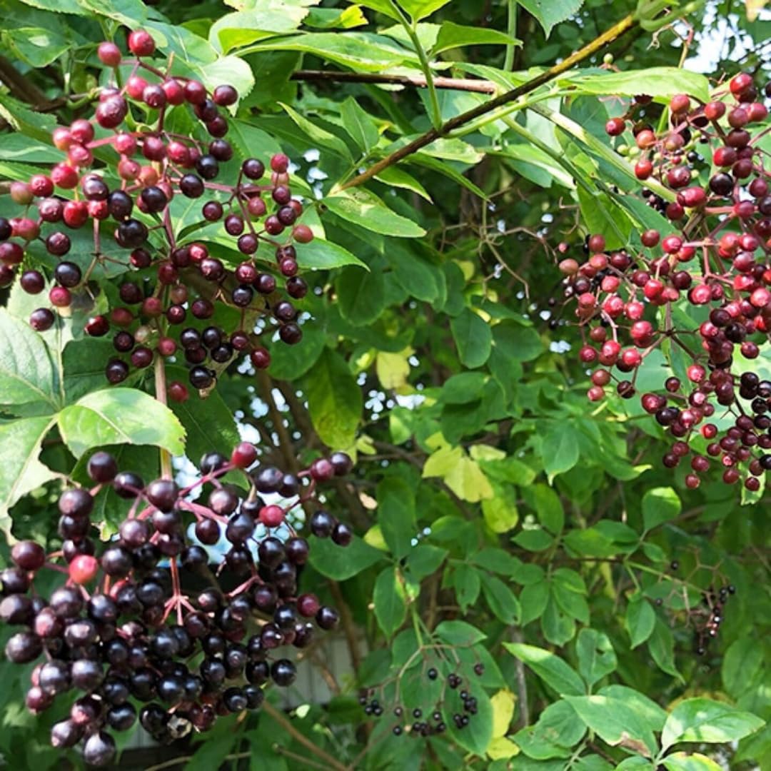2 Black Elderberry Plants Live for Planting, 1 Year Old Well-Rooted Tree, Dormant, Cold Hardy, Elderberry Bushes, 6-12 Inches in Tall