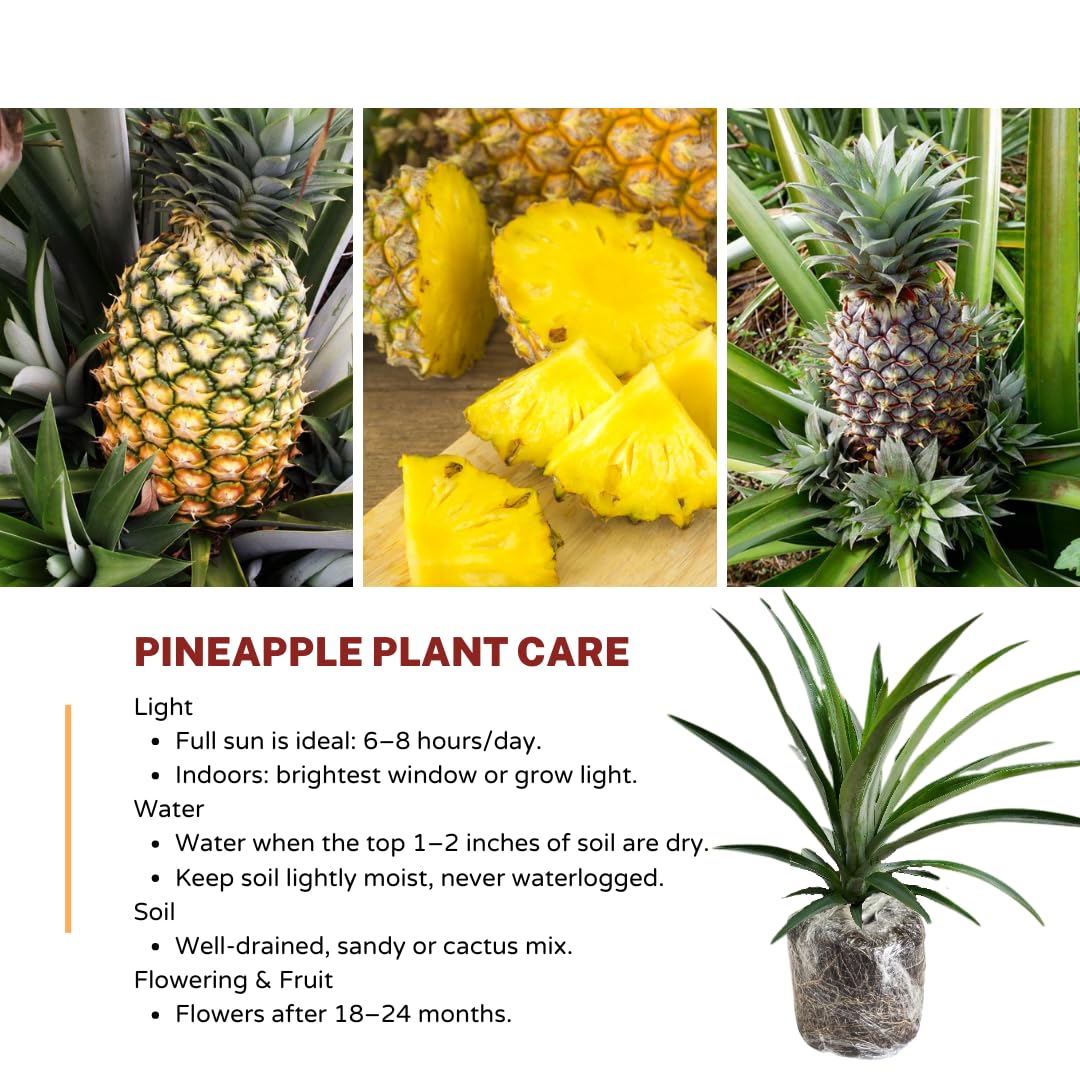 2 Pineapple Plants Live to Grow 5 to 8 Inch Tall, Sweet Pineapple Fruit Tree Live Plant for Outdoor (Sugarloaf Pineapple)