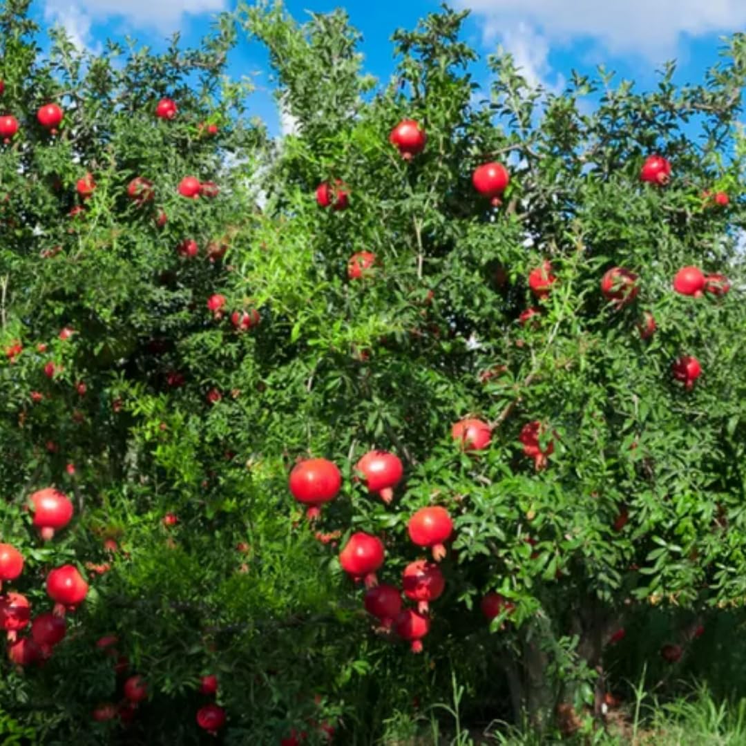 Pomegranate Tree Live Plant, Starter Size 1 Year Old Seedling in 4" Pot, Sweet Pomegranate for Indoor Outdoor Spring Planting