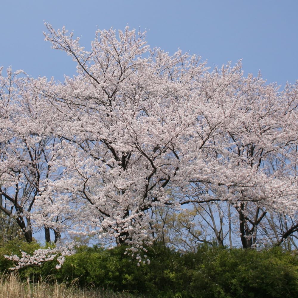 2 White Cherry Blossom Tree Plants, Live Cherry Blossom Plant in Pot, 8 to 12 Inch Tall White Cherry Blossom Live Plant, Cherry Blossom Tree Live Plant in Pot