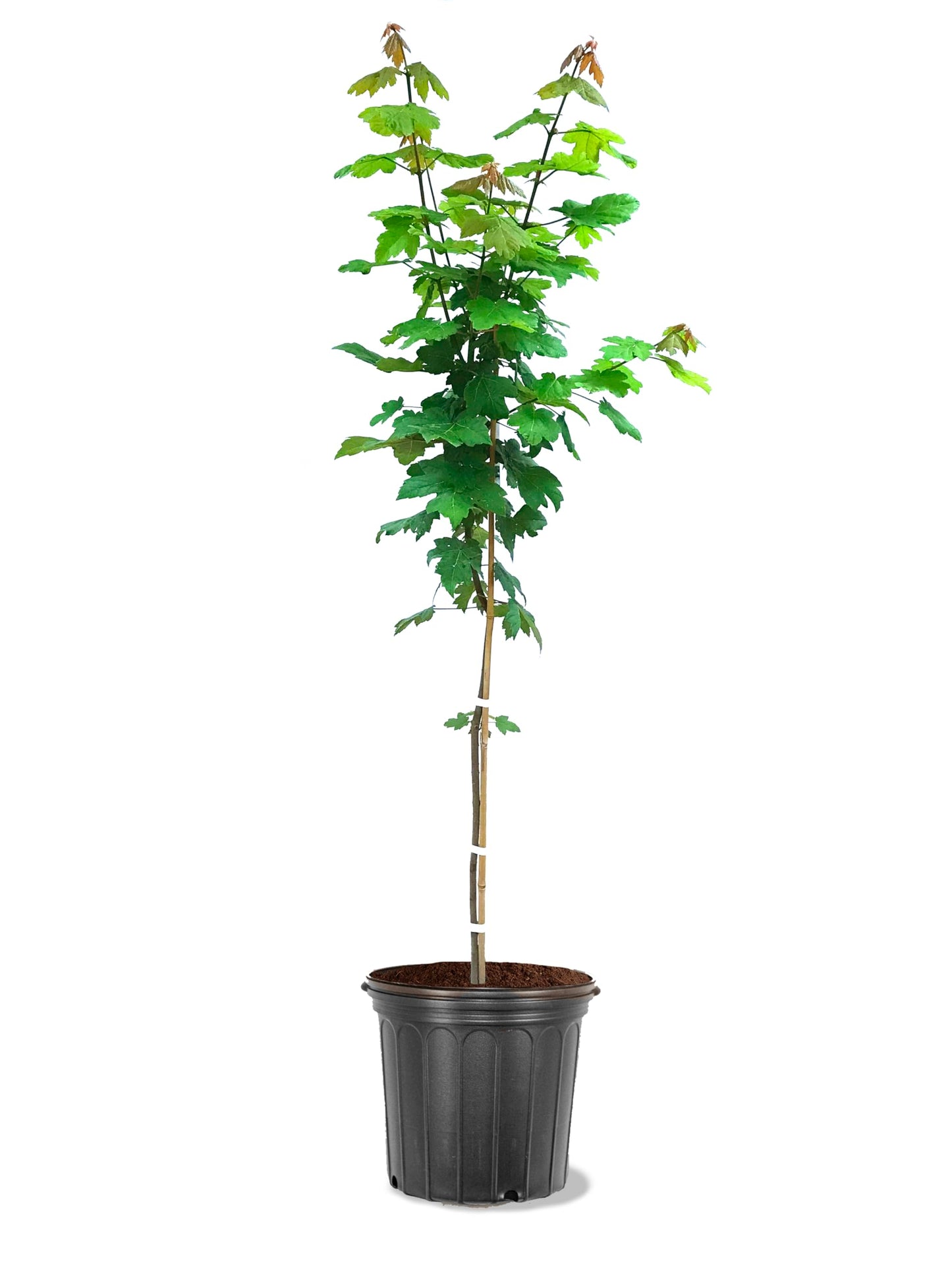 American Plant Exchange Autumn Blaze Red Maple Tree, 5 Gallon Pot, 2-3ft Tall, Large Outdoor Landscape Garden Plant, Stunning Red Leaves, Cold Hardy, Live Fast Growing Shade Tree