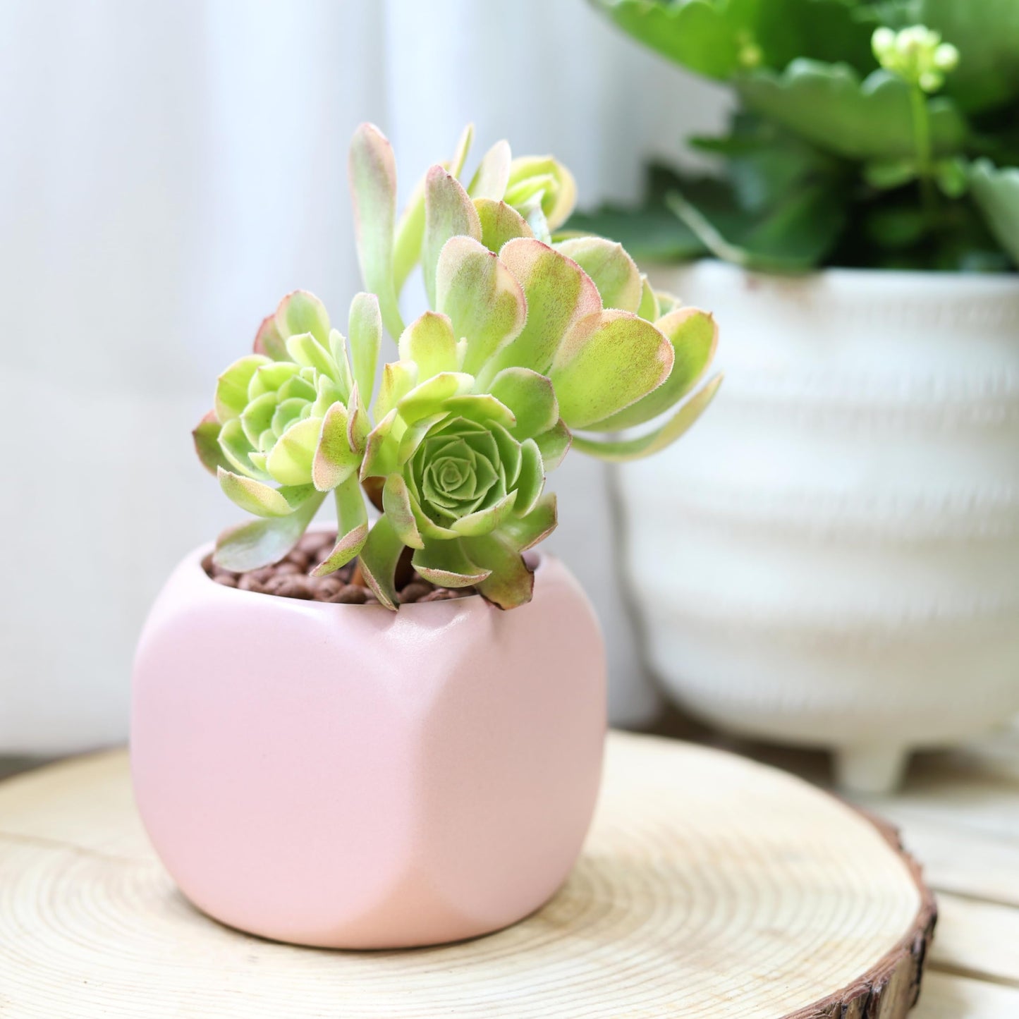 Aeonium Sunburst Copper Pinwheel - Live Succulent Plant, 4 Inch Pot, Variegated Green Yellow Rosette Leaves with Pink Edges, Easy to Care Plant for Home Garden Decor, Plant Gifts (Plastic Pot, 4 Inch)