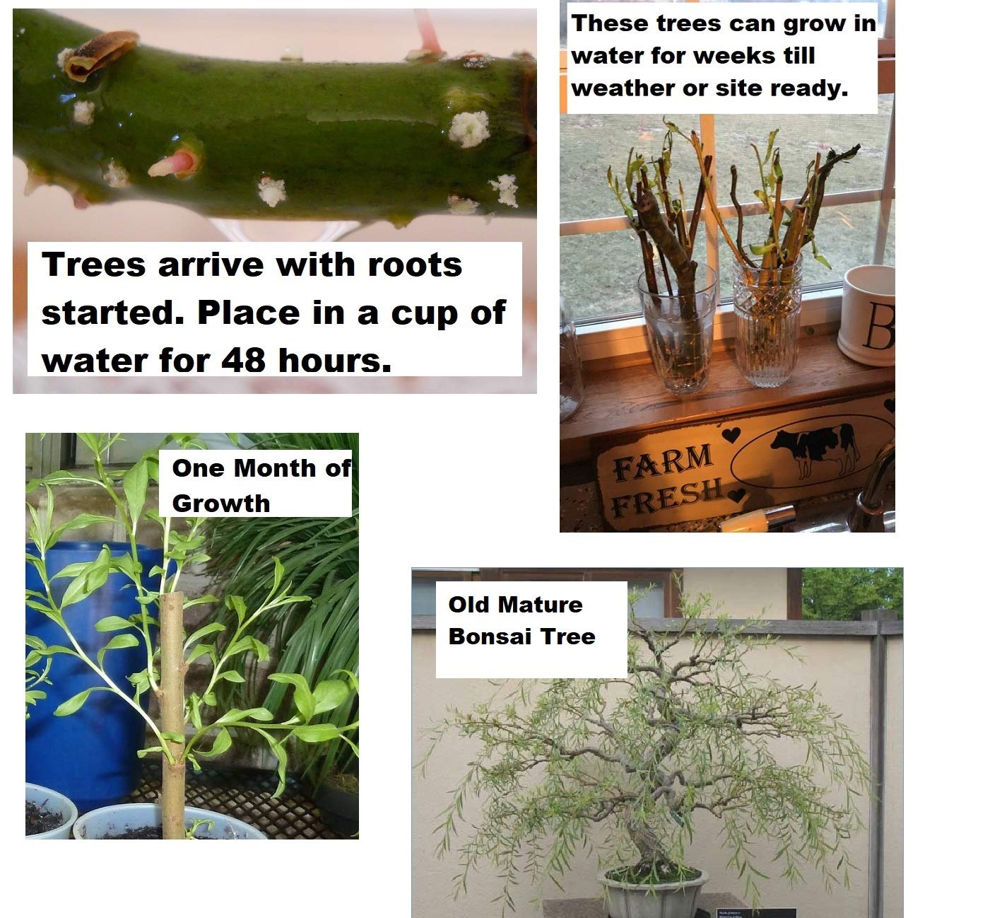 Bonsai Willow Tree Bundle - 3 Large Trunk Bonsai Tree Cuts - Get one Each Weeping, Australian, Dragon - Ready to Plant - Indoor/Outdoor Bonsai Tree's