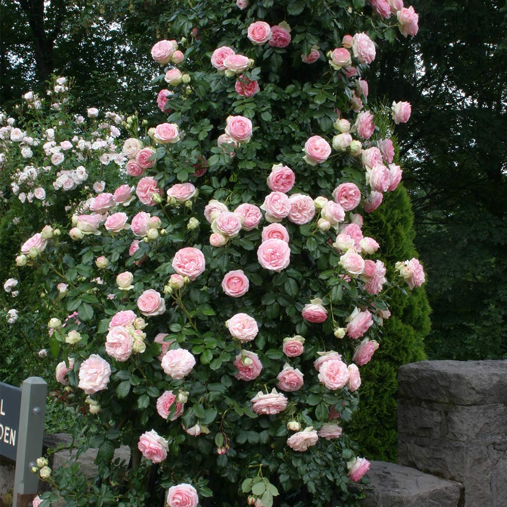 Heirloom Climbing Roses, Live Own Root Plant for Outdoor Garden, Eden Climber®, Lightly Fragrant, Hardiness Zones 5-10, Repeat Blooming