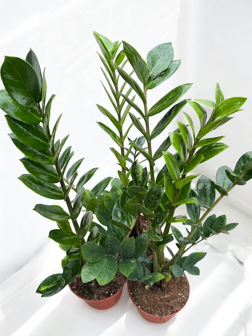ZZ Plant in 6-inch Pot, Green Zamioculcas Zamiifolia, Indoor Air Purifying Plant for Home and Office Decor (1)