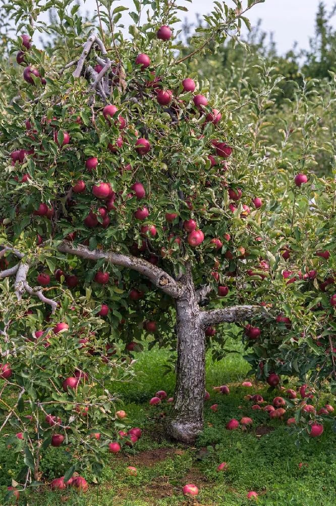 Live Plant - Pink Lady Apple Tree - 24-36" Tall - Live Plant - Malus domestica ‘Cripps Pink'
