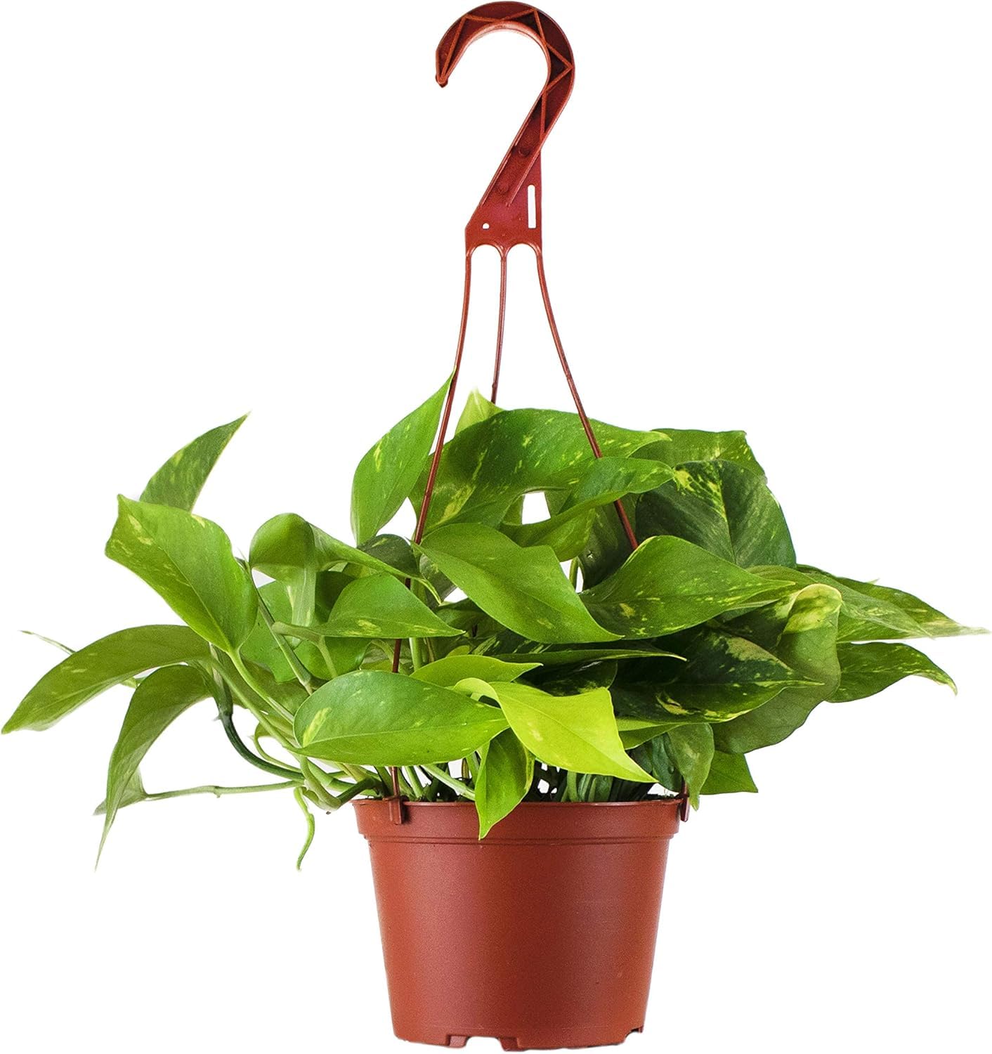Shop Succulents Golden Pothos Hanging Plant, Live Indoor Plant, Easy Care Hanging Ivy Houseplant, Air Purifying Plant, Housewarming, Home Décor, 6 Inch Pot