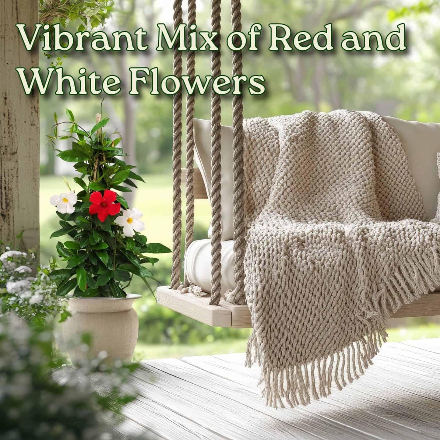 Live Mandevilla Flowering Plant - Trellis - Mixed Red Giant and White Giant - Tropical Plants of Florida - Overall Height 36" (Plant + Fertilizer)