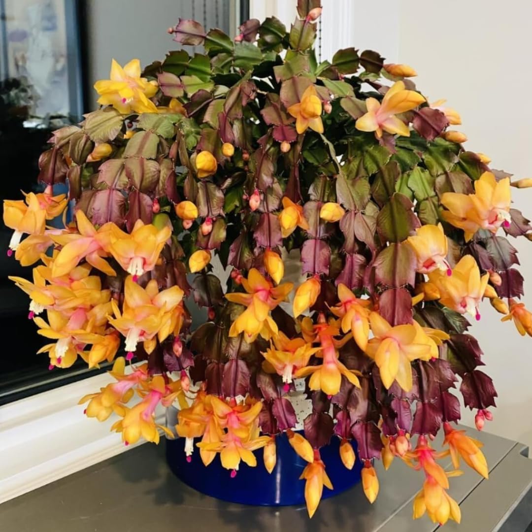 Christmas Cactus Plants Live, Thanksgiving Cactus Easter Cactus Like, 4-8 Inc Tall, Cold Hardy, Holiday Cactus for Indoor Outdoor Planting, Starter Size (Random Single Bloom)
