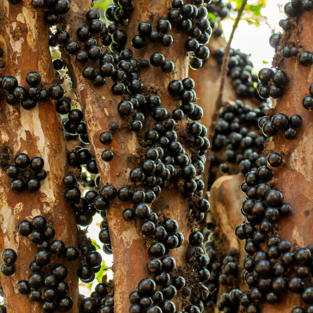 1 Years Old Black Jaboticaba Tree Live Plant No Pot, 1 Feet Tall, Well-Rooted and Fast-Growing Brazilian Jabuticaba Grapetree