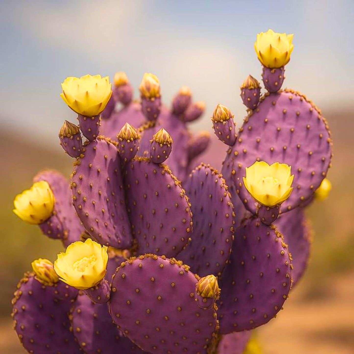 Purple Prickly Pear Cactus Live Plant, Rare Cactus Plants 6-8 Inches, Hardy, Low-Maintenance Plant for Indoors and Outdoors