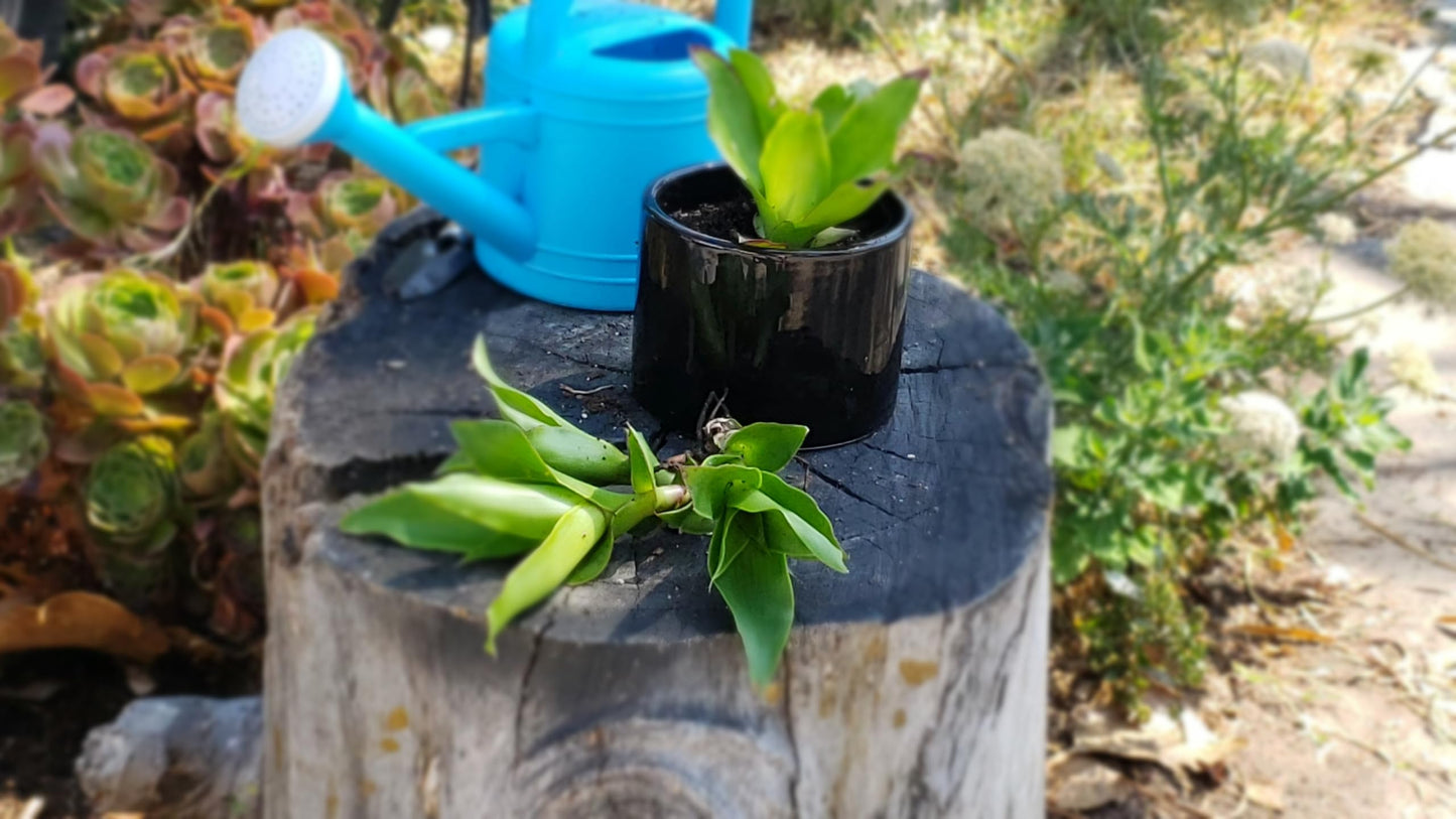 5 Callisia Fragrans, Basket Plant Live Cutting, House Plant Live, 5-7 inches Tall Easy to Plant. in House Plant. Nice Green in desks..Friends to Animal Easily to take Care.
