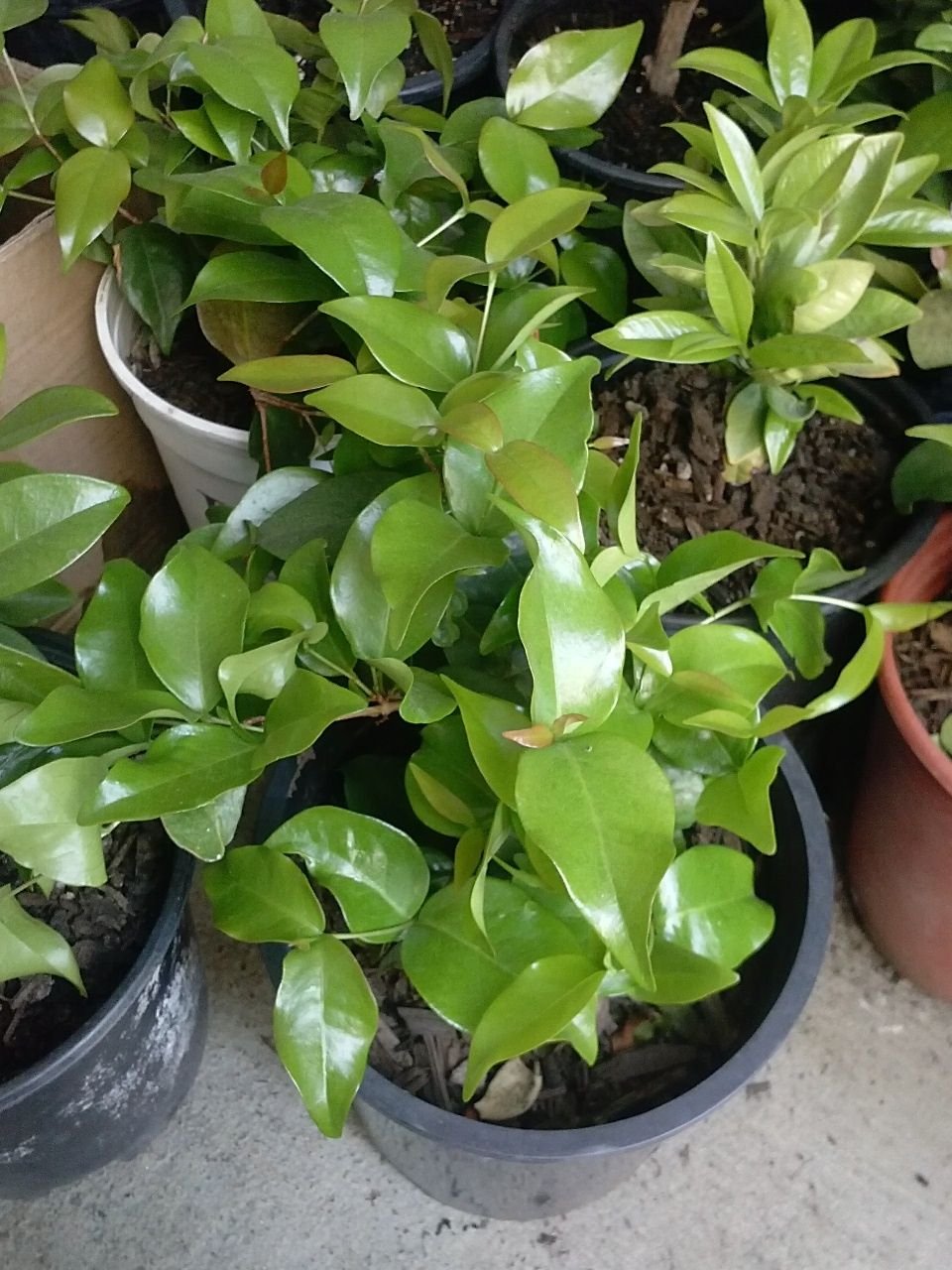 9EzTropical - Surinam Cherry - 1 Plant - 1 to 2Feet Tall - Ship in 1 Gal Pot