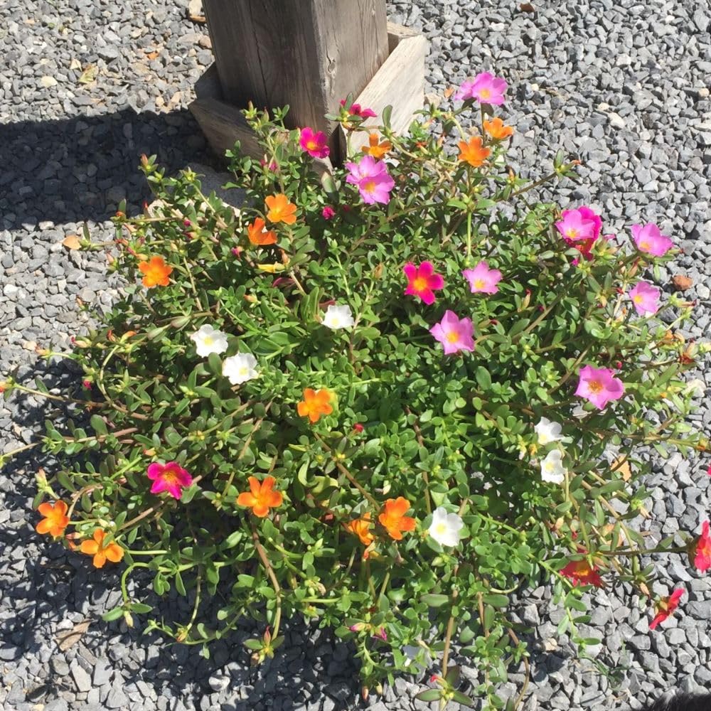 Set 4 Mix Portulaca Live Plant, 4-6 Inch Tall, Moss Rose Plants Live, Rare Portulaca Plants for Growing Indoor Outdoor