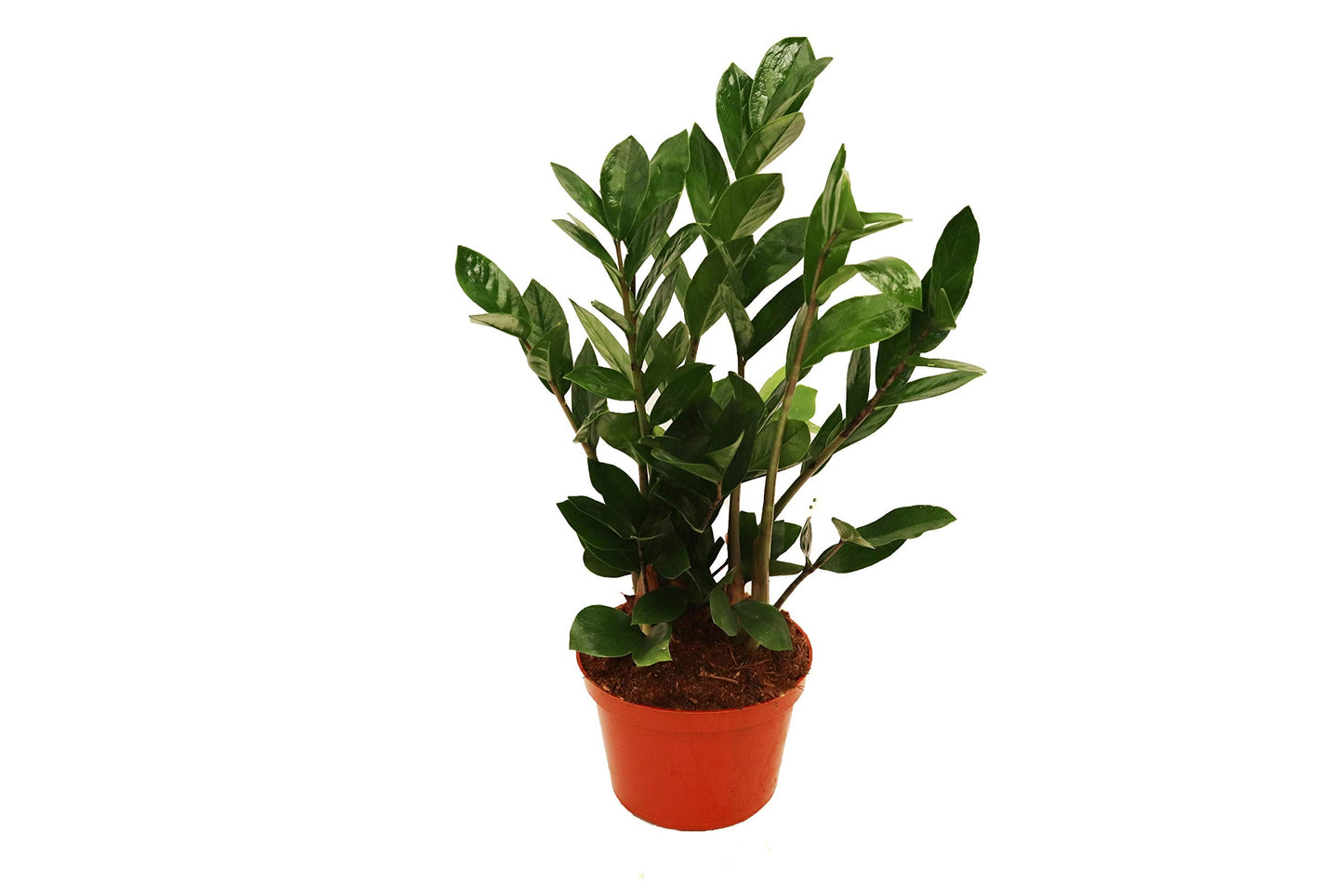 ZZ Plant (Zamioculcas Zamiifolia) - 6" from California Tropicals