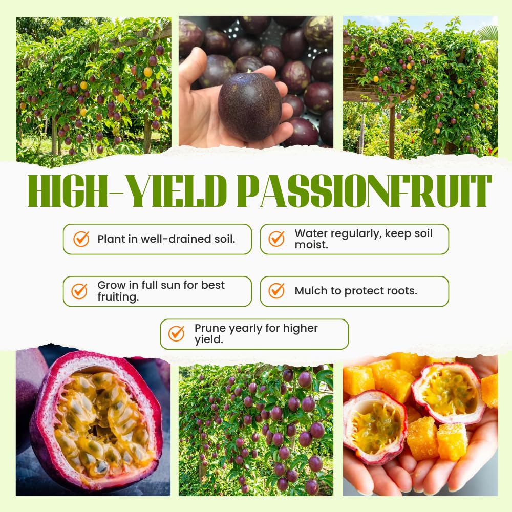 Passion Fruit Plant Live 4-7 Inch, Passionfruit Vine for Outdoor Garden, Tropical Climbing Vine for Trellis, Fence or Backyard Growing (High Yield Passionfruit)