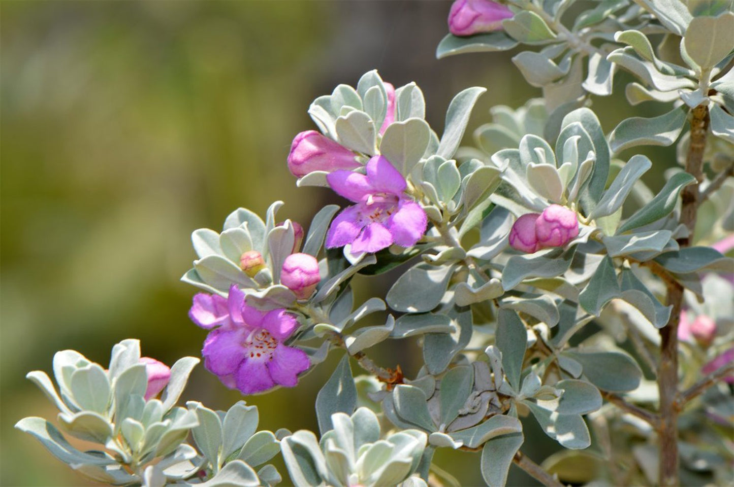 American Plant Exchange Texas Sage – 10-Inch Pot – Live Flowering Shrub with Silvery Foliage, Drought Tolerant Plant for Home, Garden, or Landscape Decor