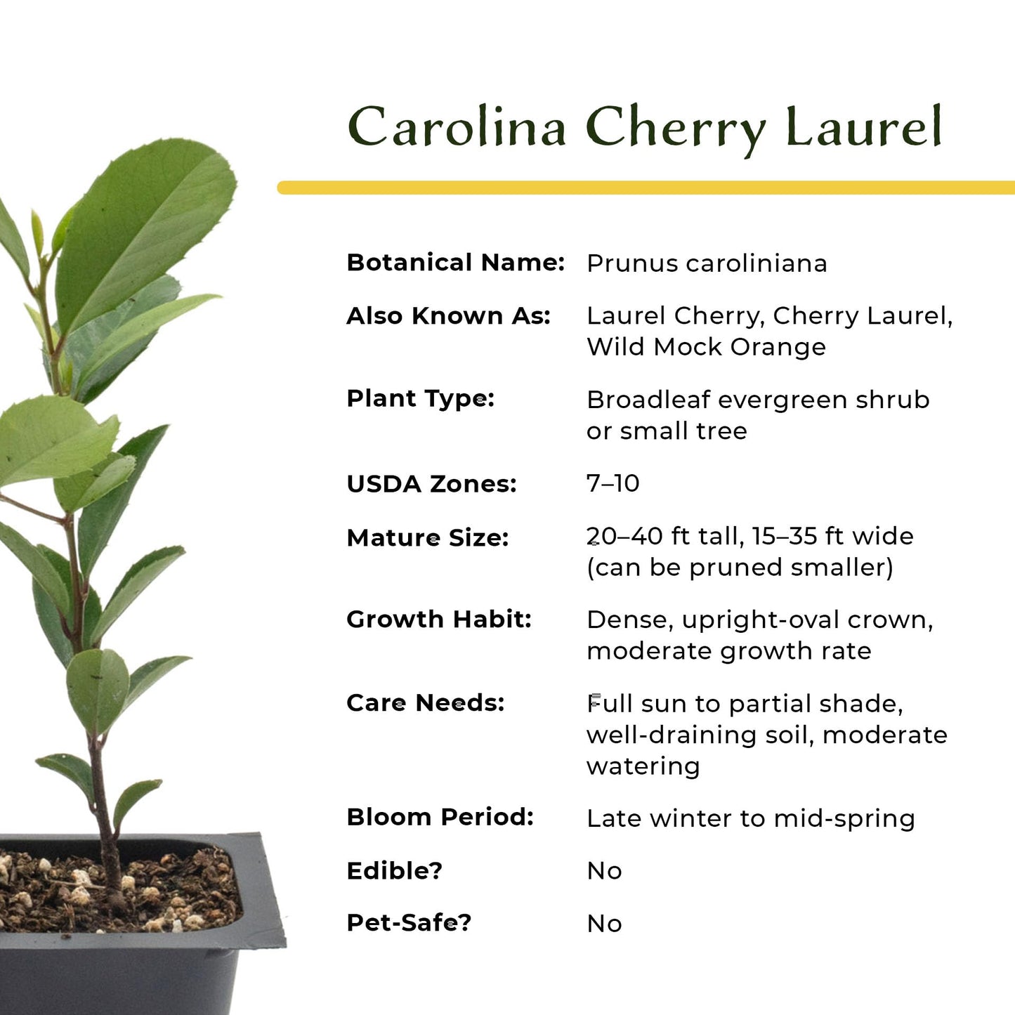 12 Carolina Cherry Laurel in 2.5” Nursery Cubes (Prunus caroliniana) | Evergreen Screening Shrub or Small Tree for Hedges, Borders & Wildlife | Ready-to-Plant Live Starter Plants