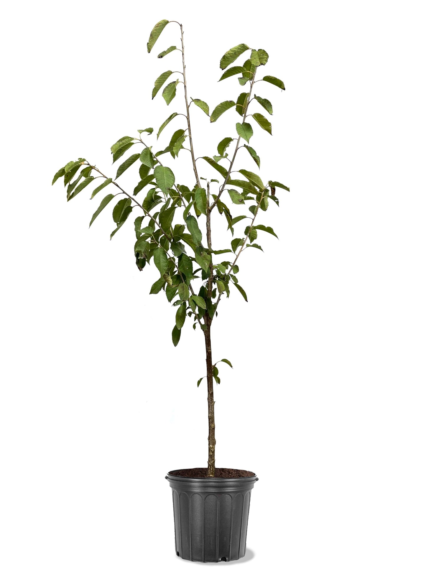 American Plant Exchange Cherry Tree 'Bing' – Live Fruit-Bearing Plant, 2-3 ft Tall, 5-Gallon Pot, Cold-Hardy, Juicy & Sweet Dark Red Cherries for Home Orchards, Backyard Gardens & Edible Landscapes