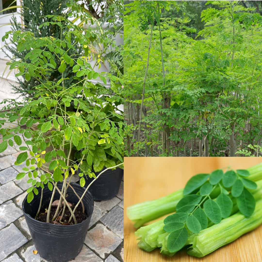 4 Live Moringa Trees Plants, Cold Hardy for Outdoor Garden, Zones 4-9, Well-Rooted Plant in Pot, Moringa Oleifera Malunggay Horseradish Trees