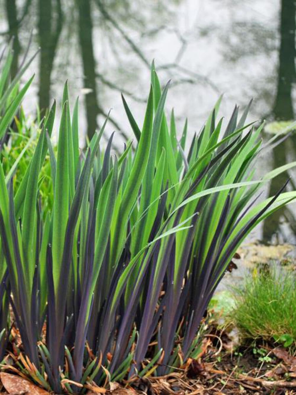 Perennial Farm Iris versicolor 'Purple Flame' – Live Perennial Blue Flag Iris Plant, Size #1 Container, Striking Blue Flowers – Native, Water-Loving, Deer Resistant