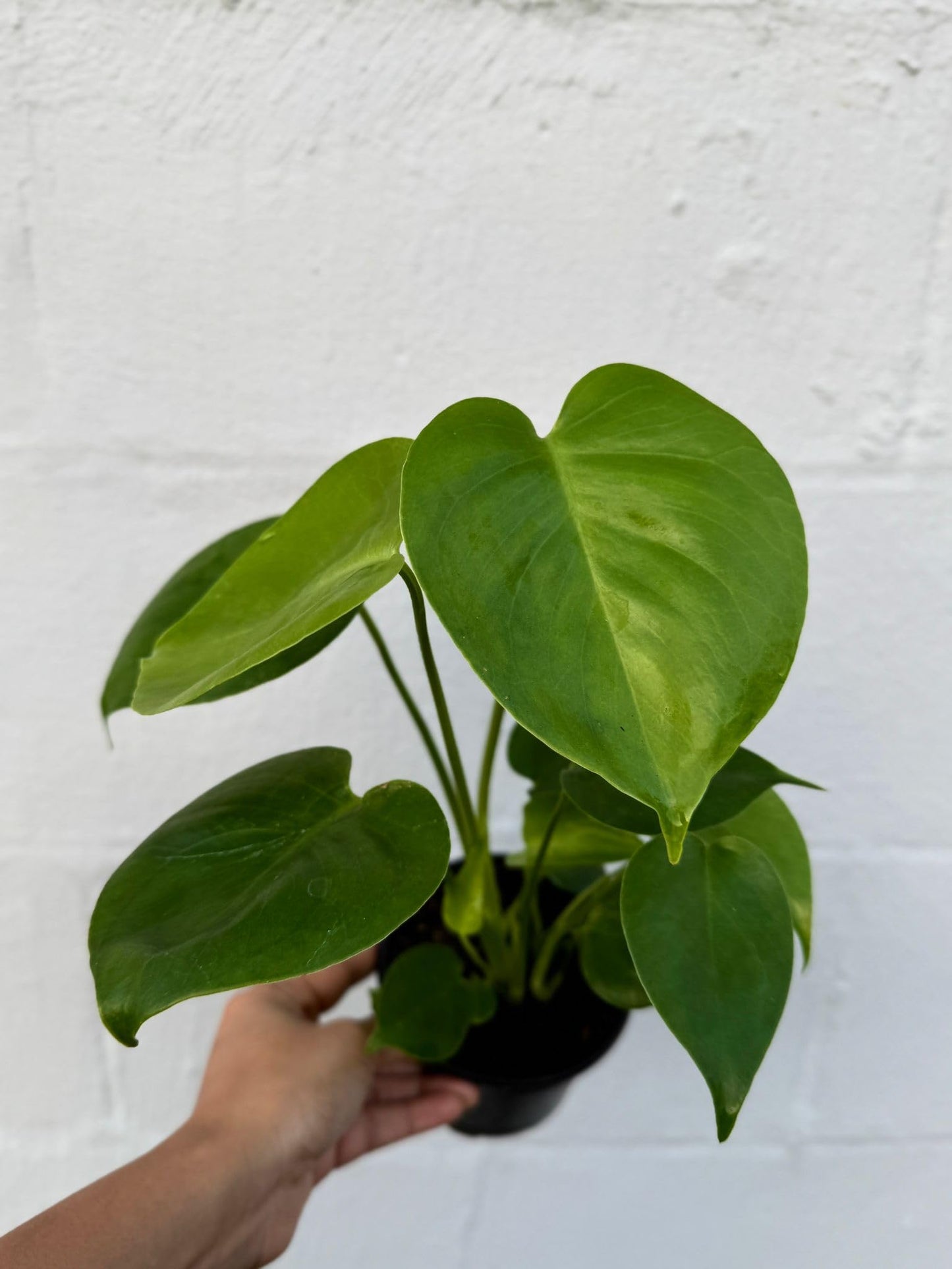 PLANTVERS Monstera Deliciosa in a 4" Grow Pot | Swiss Cheese Monstera | Tropical Houseplant | Easy Care Indoor Plant | Air Purifying Plant | Low Maintenance Indoor Plant