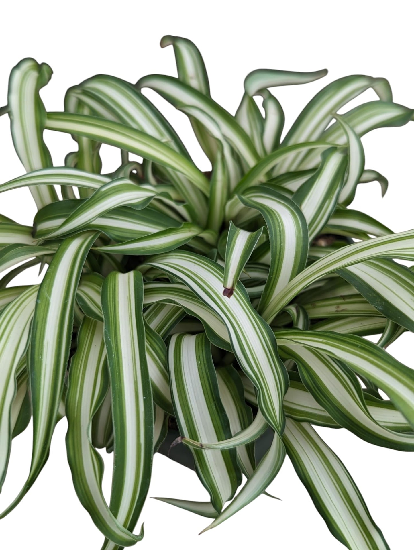 Spider Plant Live Indoor Plants, 4 Inch Pots, Set of 3, Bonnie Curly Variety