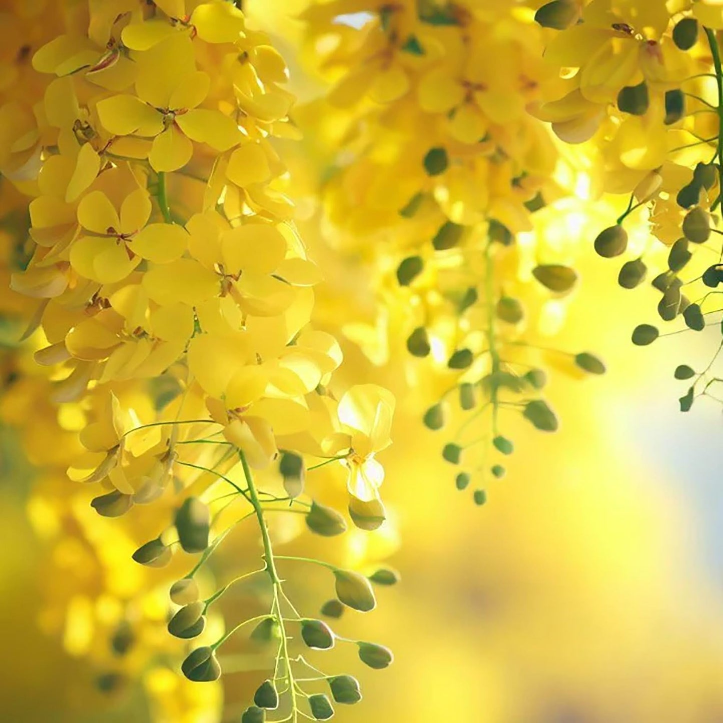 QAUZUY GARDEN 15 Golden Shower Seeds, Purging Cassia, Indian Laburnum, Pudding-Pipe Tree, Gold Rush Yellow Cassia Fistula Flower - Attract Pollinators - Showy Tree Accent