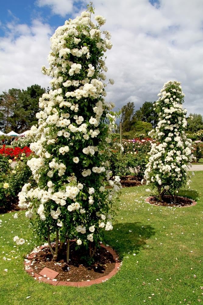 Votaniki Climbing Rose Iceberg Mature 2 Year Old Plant - Fragrant White Blooms for Vertical Gardens | Perfect for Trellises & Arbors, Easy to Train and Maintain (1 Pack)