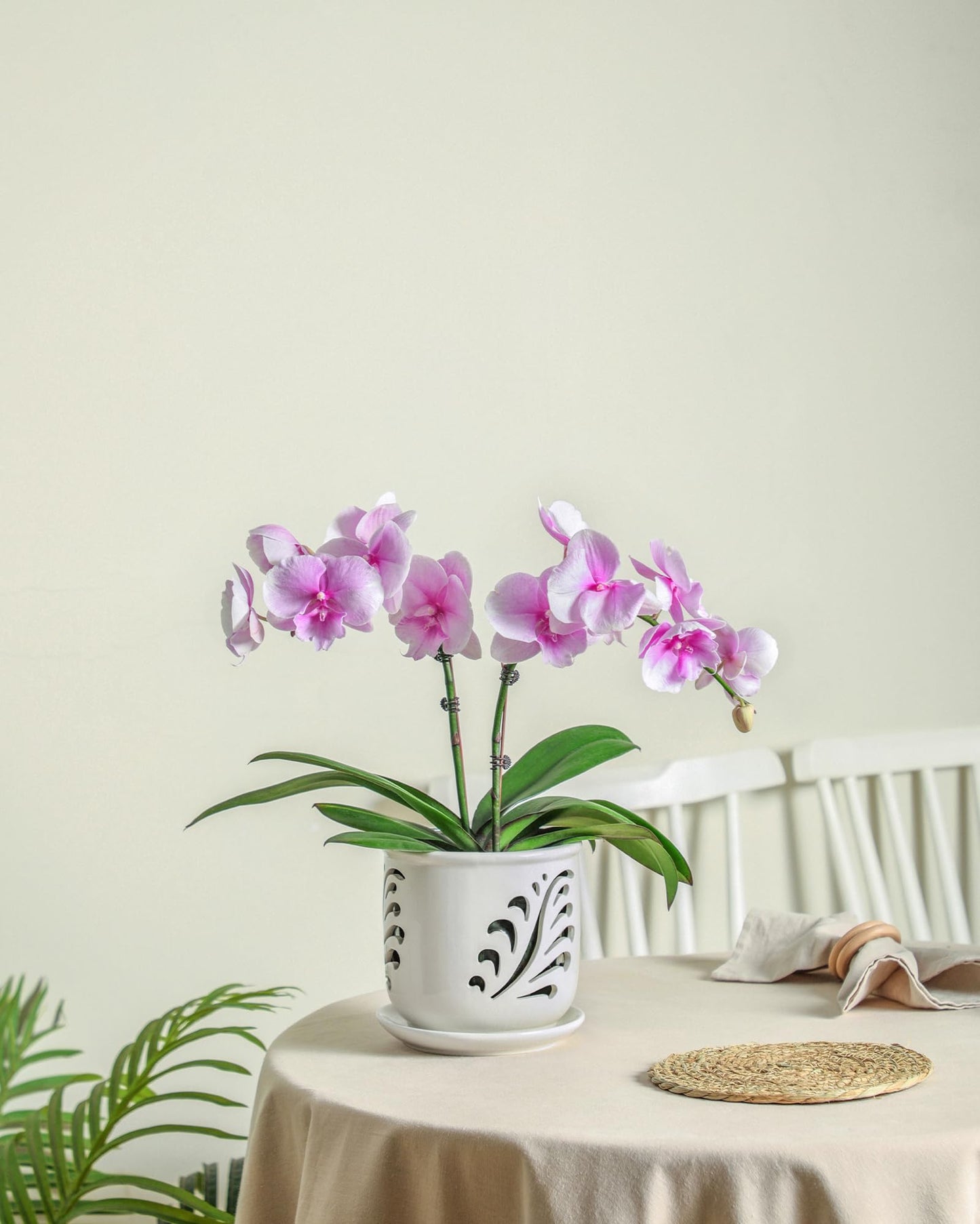 Fayoula Ceramic Orchid Pot, 6 Inch Orchid Pots with Holes and Saucer for Indoor/Outdoor Plants Drainage & Air Circulation, White Orchid Planter for Repotting or New Plants