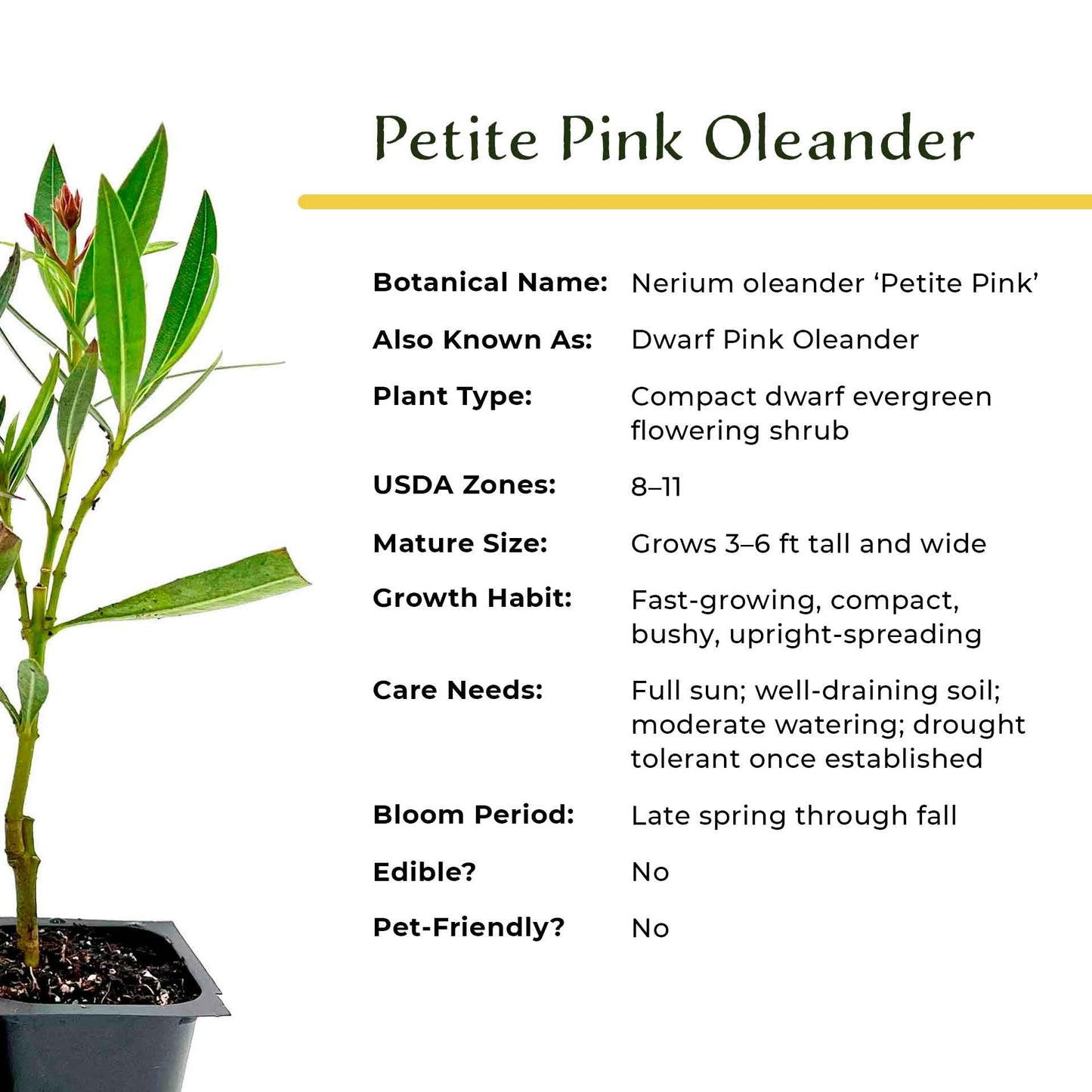 6 Petite Pink Oleander – Dwarf Evergreen Rosey Flowering Shrub for Hedges, Borders & Containers (Nerium Oleander ‘Petite Pink’) in 2.5″ Cubes, Live Plants