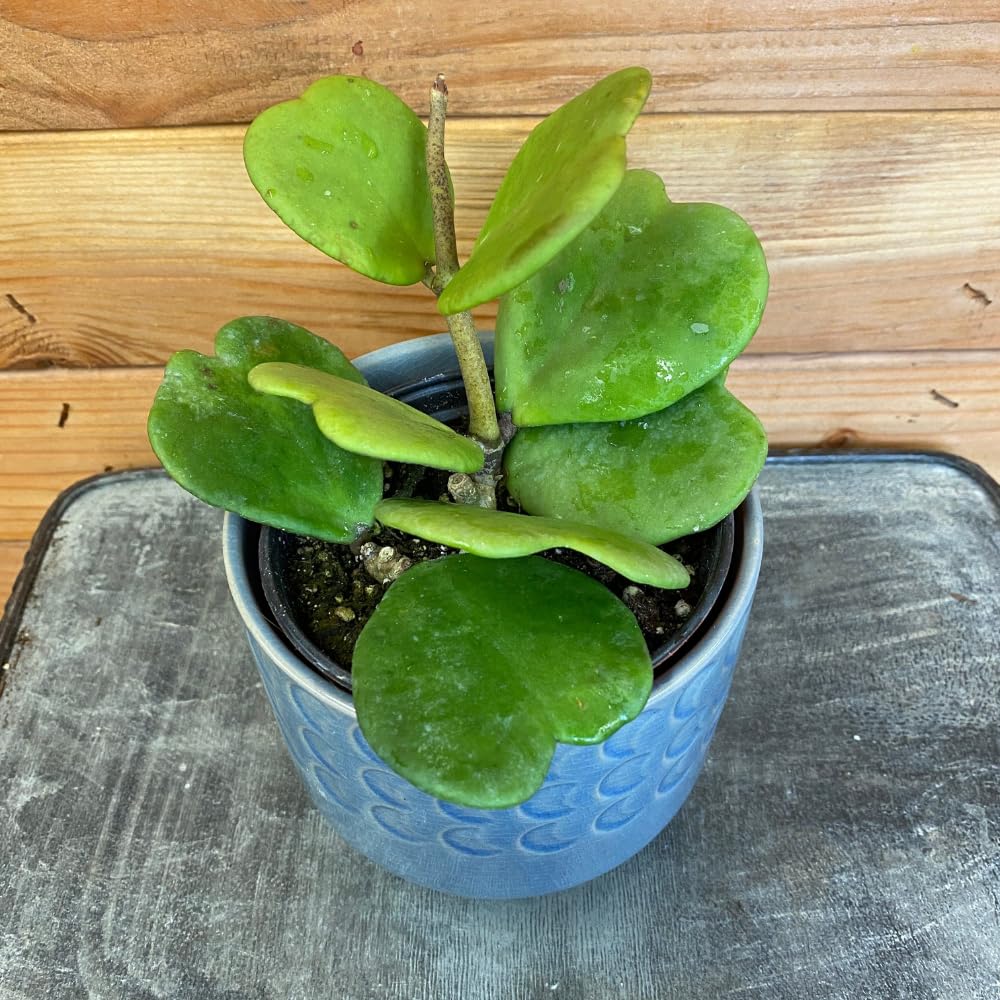 2 Kerrii Hoya Live Plants, Hoya Kerrii Heart Plant Well Rooted, 4-7 Inches