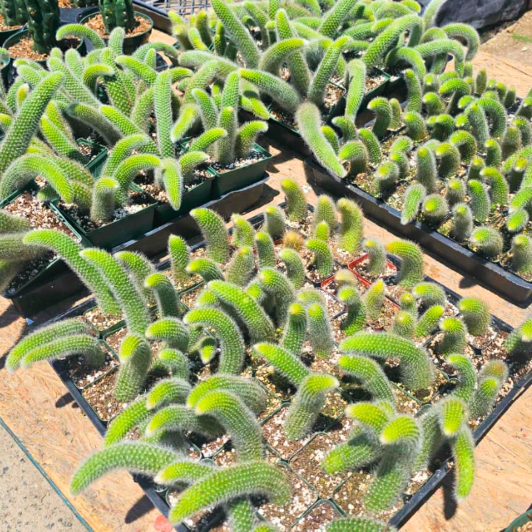 Monkey Tail Plant Live for Planting, Home Decoration Monkeys Tail Cactus, Size 6-8 Inches, No Pot