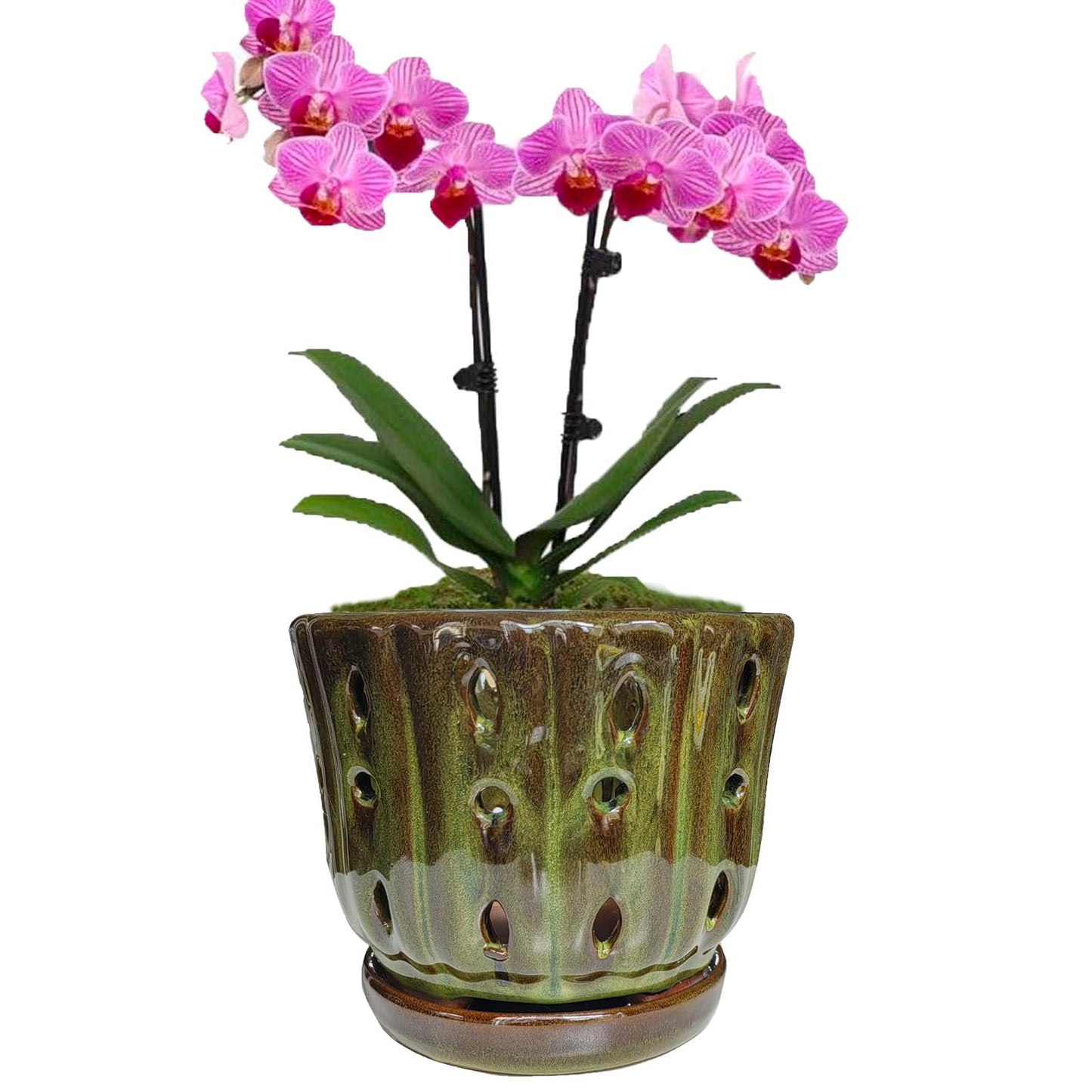 Grdthzey Ceramic Orchid Pots with Attached Saucer and Drainage Hole 6'' Orchid Planter (mossgreen)