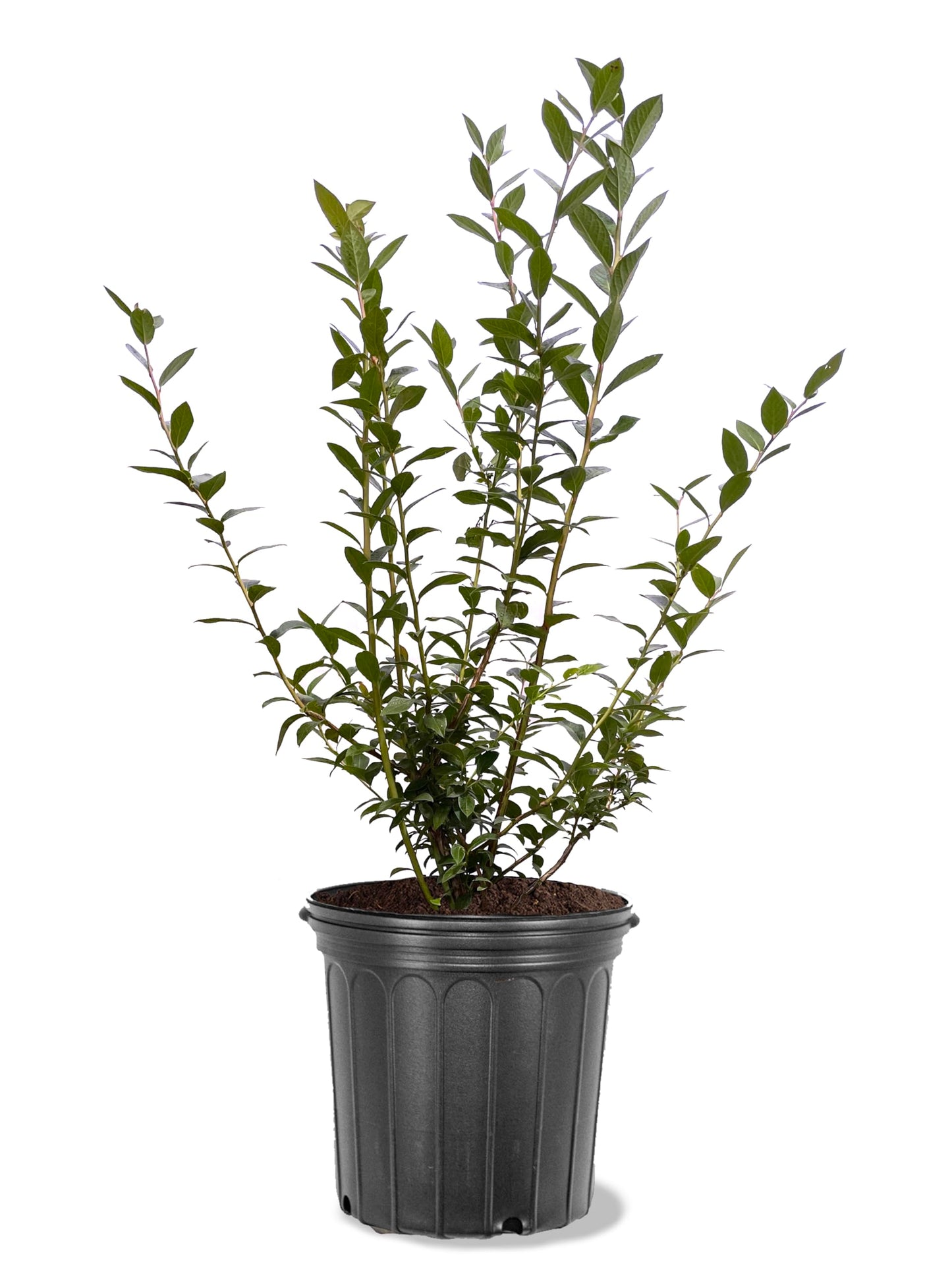 American Plant Exchange Blueberry Bush 'Chanticlear' (Northern Highbush) – Live Fruit-Bearing Plant, 5-Gallon Pot, Cold Hardy, Sweet Edible Berries for Outdoor Gardens and Landscapes