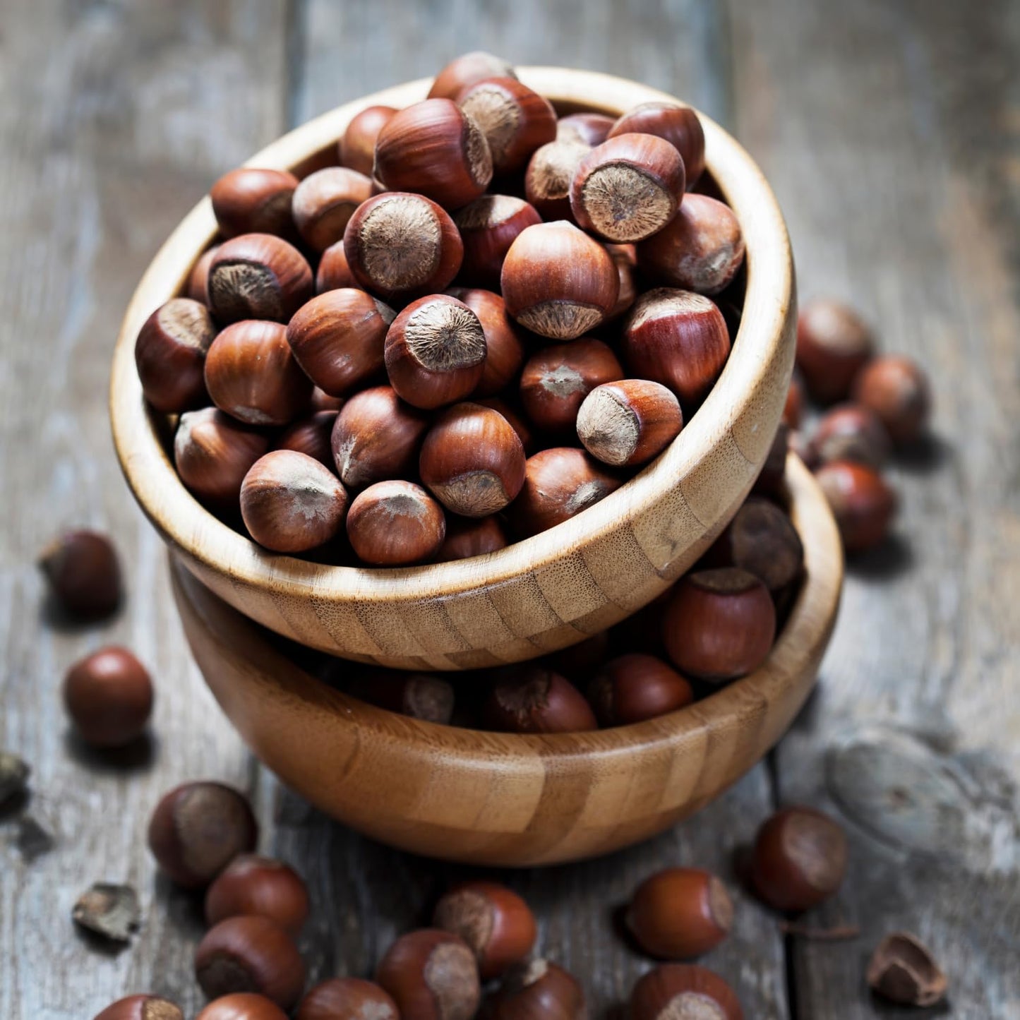 Hazelnut Tree Live Plant 2–3 Feet Tall, Edible Nut Tree in 3 Gallon Pot, Outdoor Fruit Tree for Garden and Yard