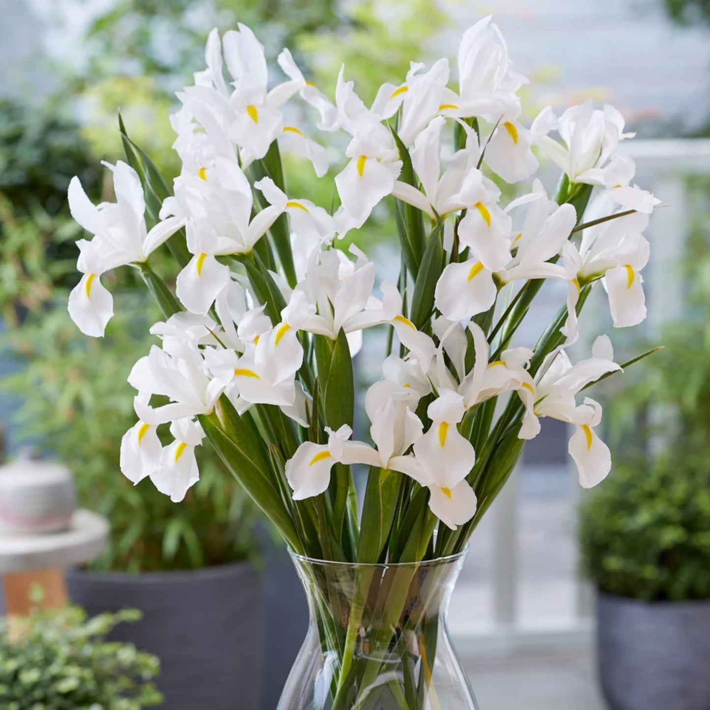 Dutch Iris ‘White Van Vliet’ Bulbs – Elegant White Hollandica Variety | Hardy Mid-Spring Blooms, Deer Resistant, Great for Naturalizing, Borders, and Long-Lasting Cut Flower Arrangements