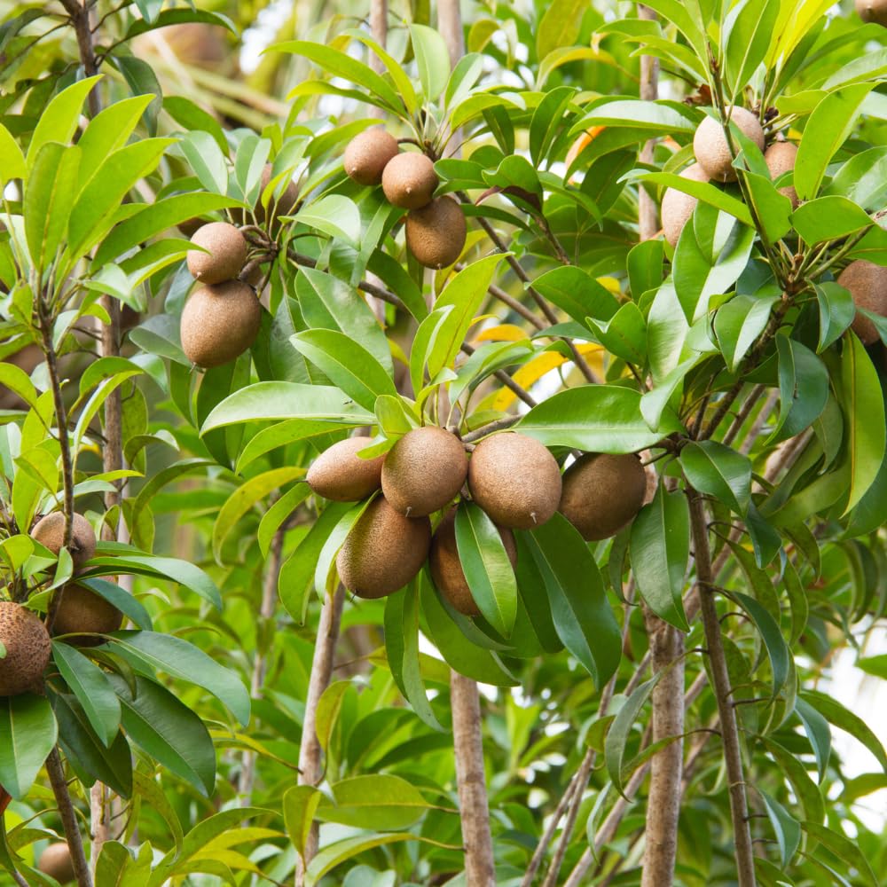 Sapodilla Tree, Sweet Tropical Sapote Fruit Tree Live Plant, 2-3' Tall in 3 Gallon Pot for Planting, No Ship to CA