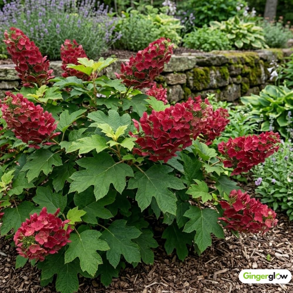2 Ruby Slipper Oakleaf Hydrangea Live Plants Shrubs, 6-10" Tall - Quart Pot, Hardy Hydrangea Bushes Ready to Plant, Color-Changing Blooms Flowering Shrub for Garden & Landscape
