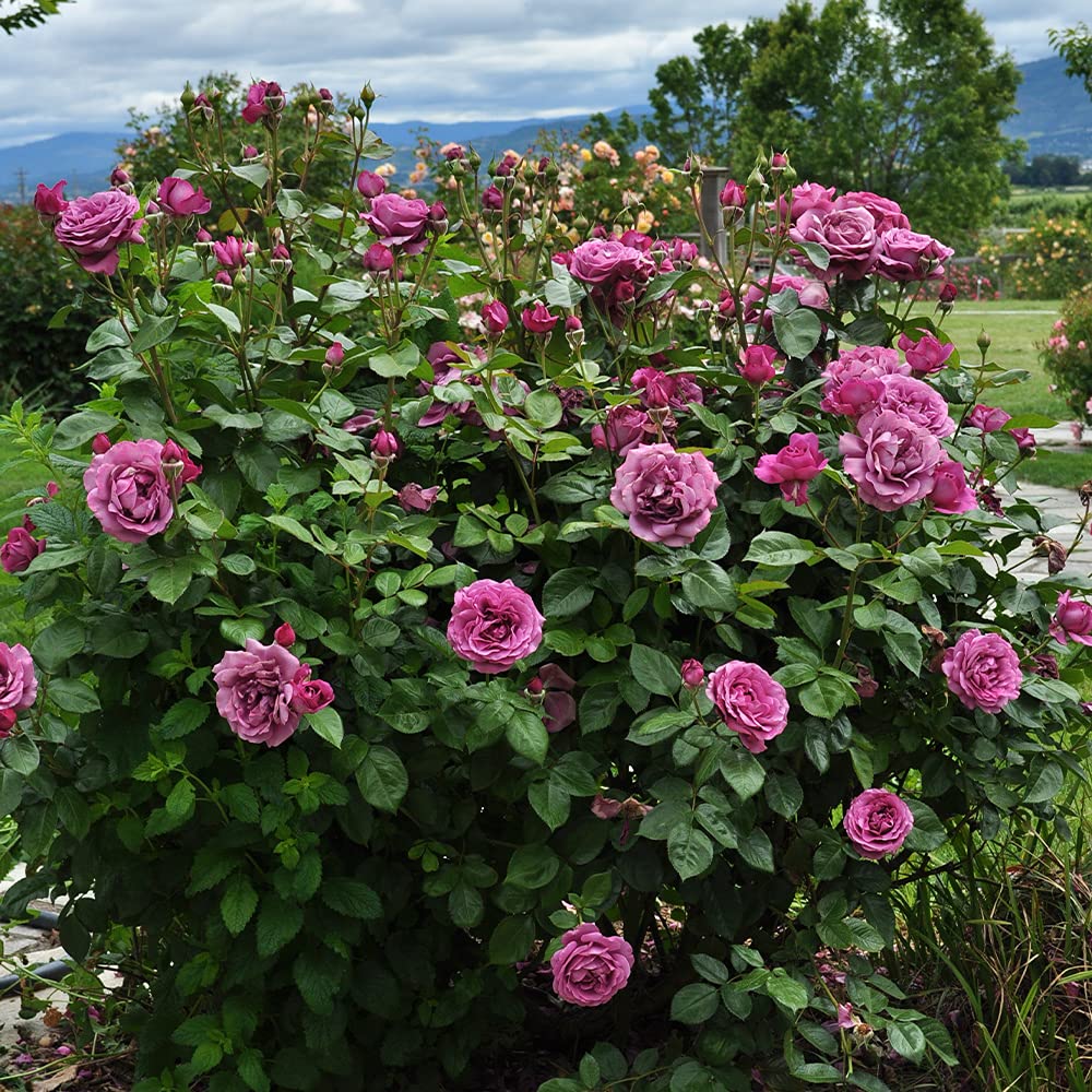 Heirloom Floribunda Roses, Live Own Root Plant for Outdoor Garden, Sunbelt® Plum Perfect, Moderately Fragrant, Hardiness Zones: 5-9, Continual Blooming