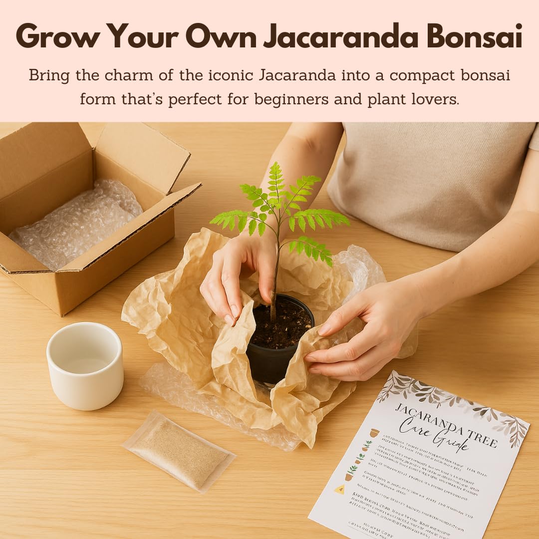 MyShelfie Jacaranda Tree Bonsai Starter Kit for Beginners - Gifts for Men Who Have Everything, Unique Gifts for Women, Small Bonsai Tree with Ceramic Pot, Easy to Grow and Maintain
