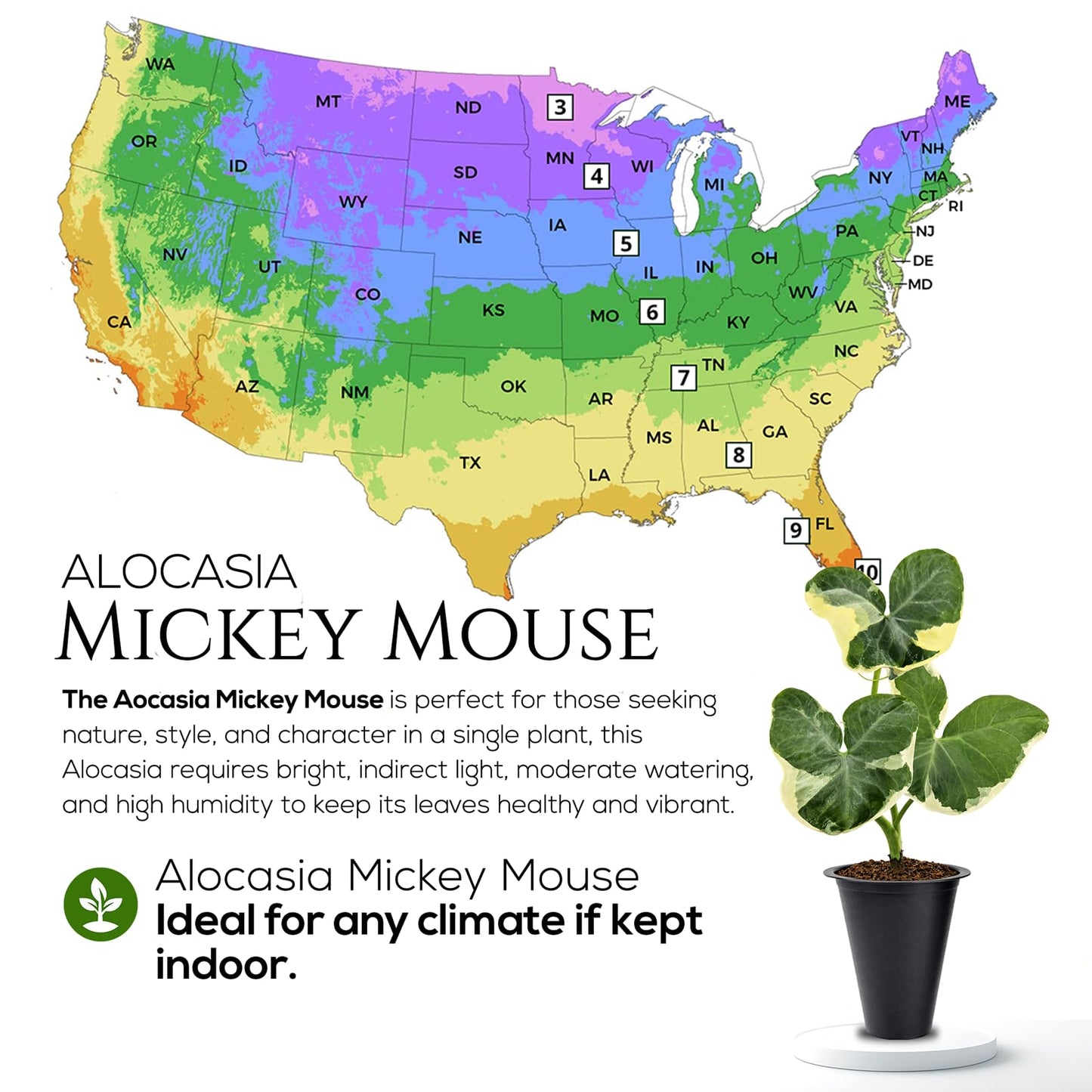 Alocasia Mickey Mouse (4 Pack) Live Plant,Rare Indoor Alocasia, Elephant Ear Houseplant,Unique Mickey Mouse Leaf Shape Plant,Tropical Houseplant Live, Starter Size Alocasia Plant for Indoor Home Decor