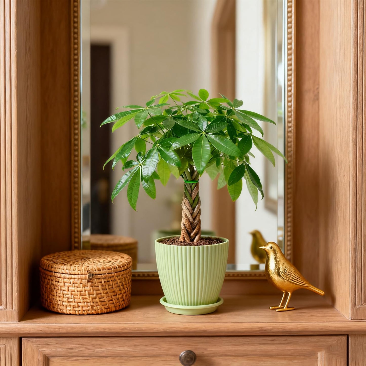 Sprout N Green Small Money Tree with 5 Lucky Braid, Live Plant with Green Stripe Pot, Decoration for Indoor Home Office Tabletop Windowsill Side Table, Gift for Housewarming Mother's Day, 8-10" Tall